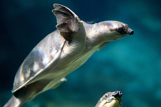 istock Sea turtle frontal close-up with raised head against teal background, portrait orientation close-up, macro underwater wildlife 2248241978