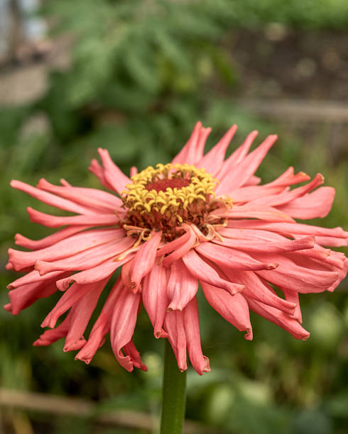 Close-up of a pink zinnia elegans flower blooming in a garden, showcasing its vibrant color and delicate petals