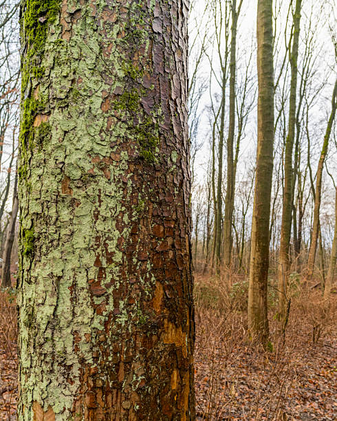 Moss and lichen growing on tree trunk in a forest, creating interesting textures and patterns