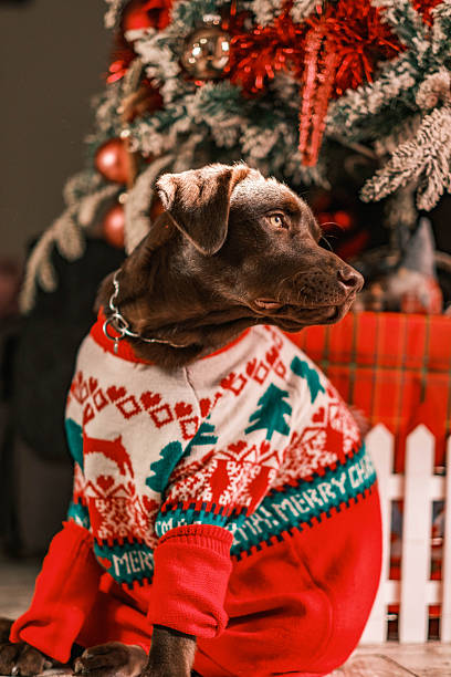 istock A brown dog is wearing a red and white Christmas sweater 2248249719