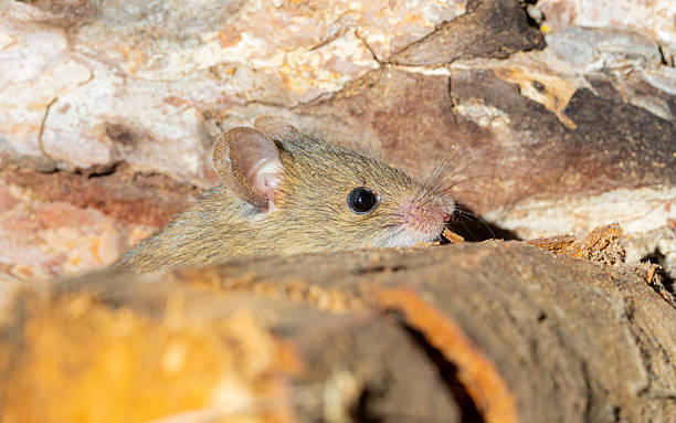 istock Rattus norvegicus - Brown rat young specimen. 2248250049