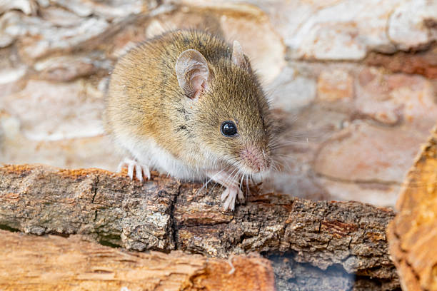 The brown rat (Rattus norvegicus), also known as the common rat, street rat, sewer rat, wharf rat, Hanover rat, Norway rat and Norwegian rat, is a widespread species of common rat.