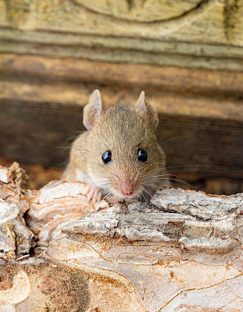 istock Rattus norvegicus - Brown rat young specimen. 2248250073