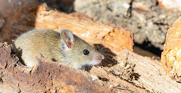 istock Rattus norvegicus - Brown rat young specimen. 2248250082