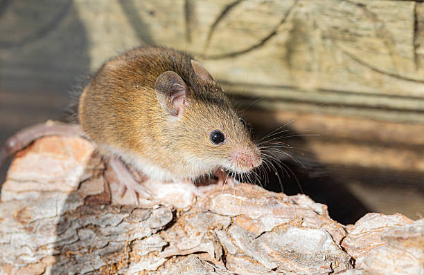 istock Rattus norvegicus - Brown rat young specimen. 2248250085