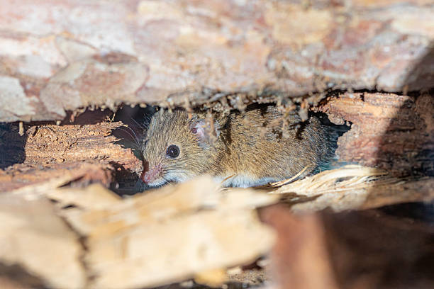 istock Rattus norvegicus - Brown rat young specimen. 2248250090