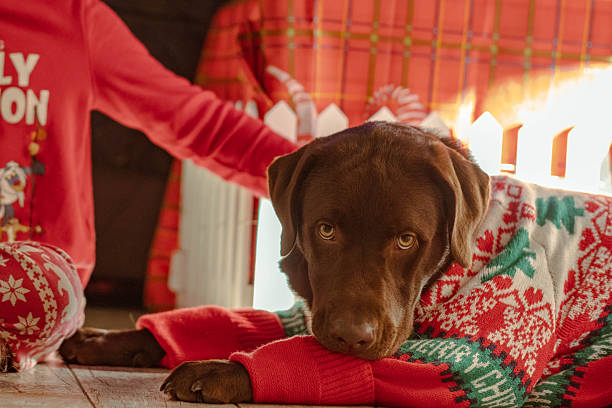 A brown dog is wearing a red sweater and laying on a table. The dog is looking at the camera with a serious expression. The scene is set in a cozy, warm atmosphere, likely during the holiday season