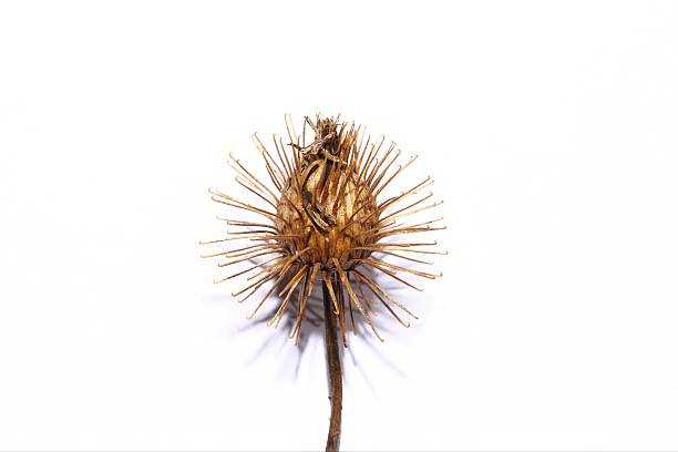istock Inula helenium featuring tall hairy stems, large serrated leaves wrapping the stem, and aromatic roots traditionally used for digestive and respiratory relief. Photographed in Korea. 2248251543