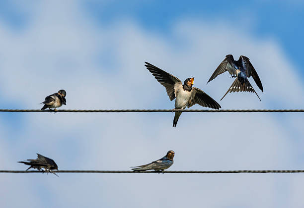 a pair of Pacific swallow birds perched on a power line