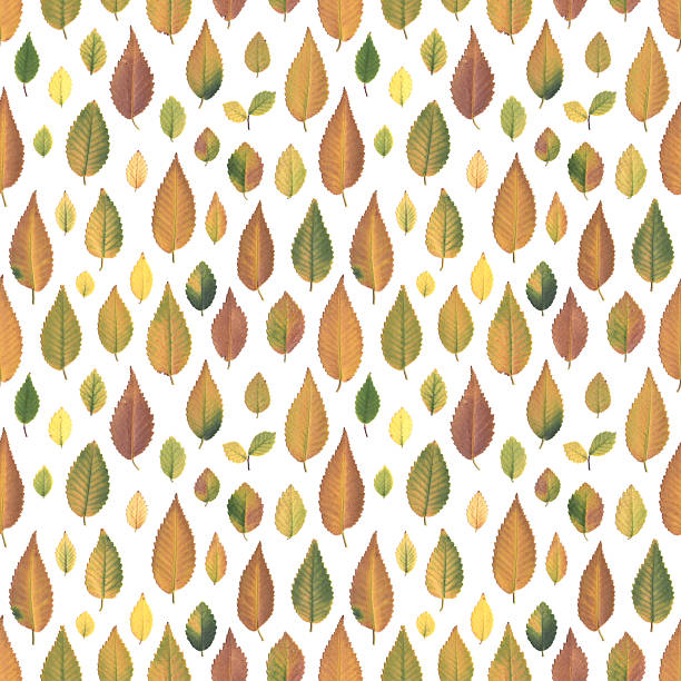 This seamless pattern showcases naturally collected elm leaves in authentic autumn colors, carefully scanned and arranged against a clean white background to highlight their organic beauty. The foliage features a harmonious mix of muted yellows, soft greens, and warm browns, reflecting the gentle transition of the season without overly bright or artificial tones. Each leaf varies in size and shape, positioned vertically in a loose, non-overlapping layout that creates a sense of natural rhythm and seasonal diversity. The high-quality flat-lay scanning preserves every vein, edge, and subtle texture, enhancing the realistic botanical aesthetic. This understated fall pattern is ideal for eco-themed projects, seasonal stationery, fabric prints, packaging design, digital papers, and any creative work that values authenticity, nature-inspired aesthetics, and the warm, quiet charm of autumn foliage.