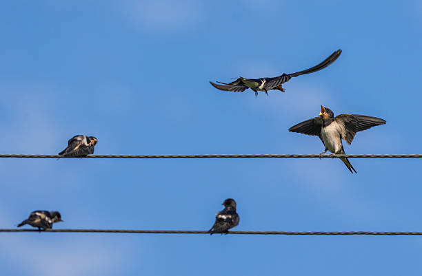 istock A baby barn swallow sitting on wires waiting for its parents 2248251966