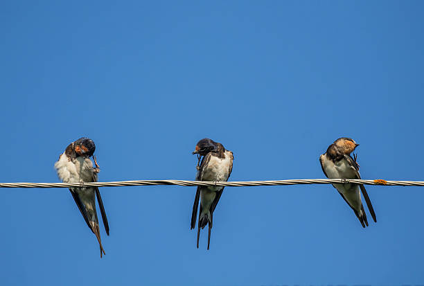 istock Three barn swallow birds sitting on wires and cleaning their feathers 2248252012