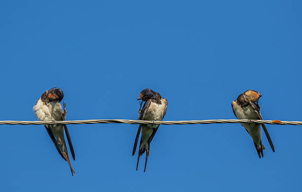 istock Three barn swallow birds sitting on wires and cleaning their feathers 2248252018