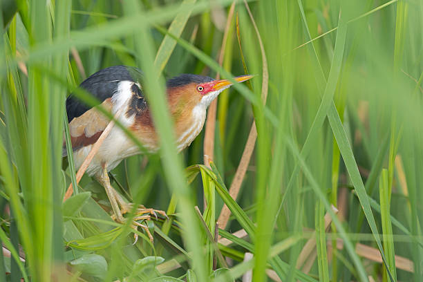 istock An adult least bittern (Botaurus exilis) hiding in the reeds. 2248253549
