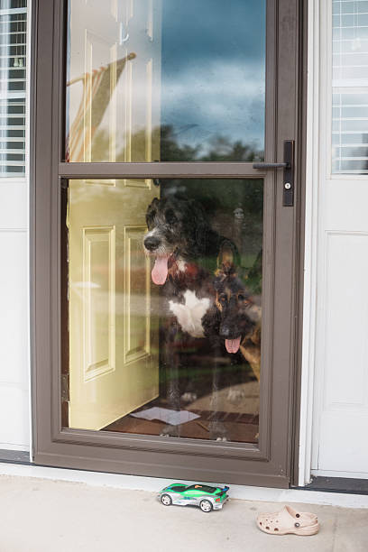istock Pet Dogs Waiting by Front Door 2248253643