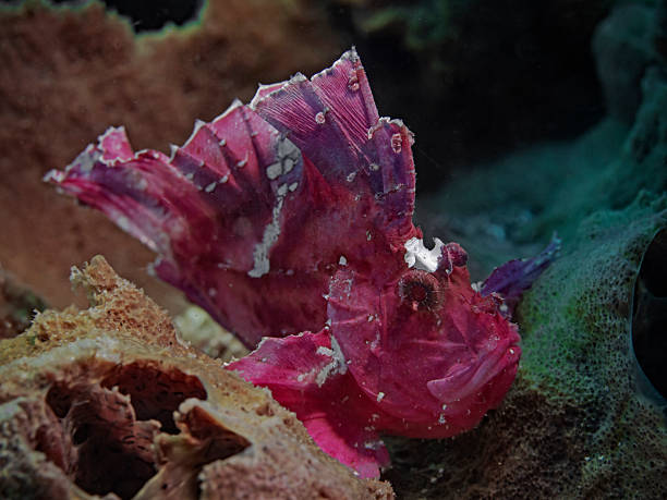 istock Leaf Scorpionfish (Scorpion Leaffish, Paperfish) - Taenianotus triacanthus - Schaukelfisch 2248255063