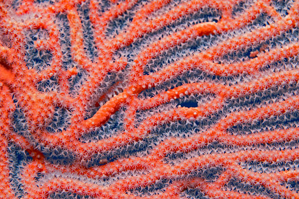 istock White gorgonian polyps on red gorgonian coral 2248255233