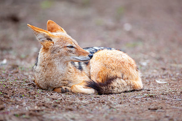 Black-backed Jackal (Lupulella mesomelas formerly Canis mesomelas) lying on open ground, Mashatu Game Reserve, Northern Tuli Game Reserve, Botswana