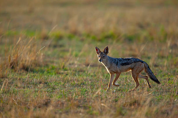 Black-backed jackal baby, Serengeti, Tanzania