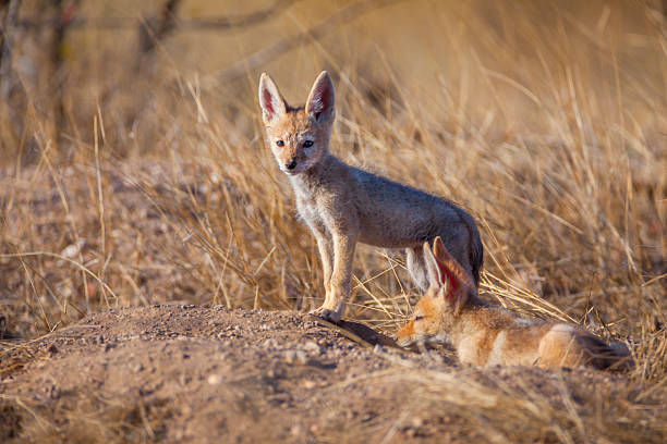 istock Two Black-backed Jackal (Lupulella mesomelas) cubs at their den, Tuli, Botswana 2248255420