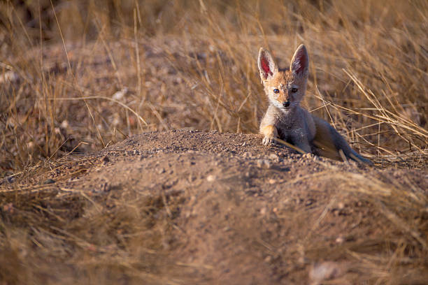 Black-backed Jackal (Lupulella mesomelas formerly Canis mesomelas) lying at its den, Mashatu Game Reserve, Northern Tuli Game Reserve, Botswana