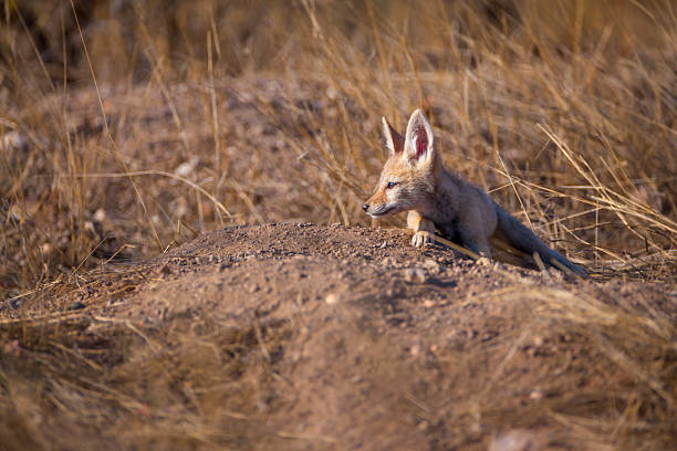 Black-backed Jackal (Lupulella mesomelas formerly Canis mesomelas) lying at its den, Mashatu Game Reserve, Northern Tuli Game Reserve, Botswana