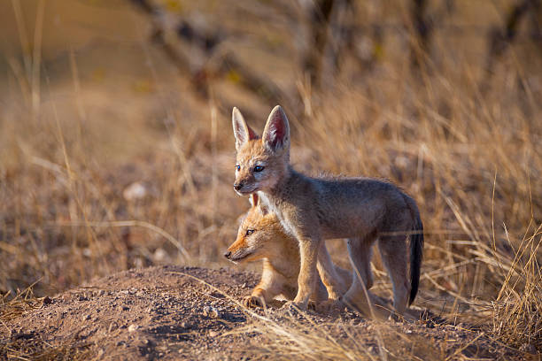 istock Two Black-backed Jackal (Lupulella mesomelas) cubs at their den, Tuli, Botswana 2248255430