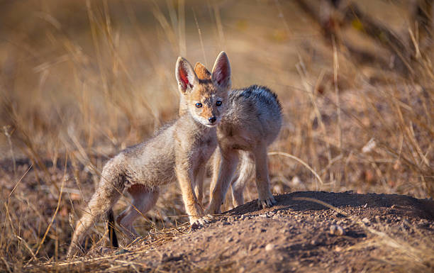 istock Two Black-backed Jackal (Lupulella mesomelas) cubs standing at their den, Tuli, Botswana 2248255433