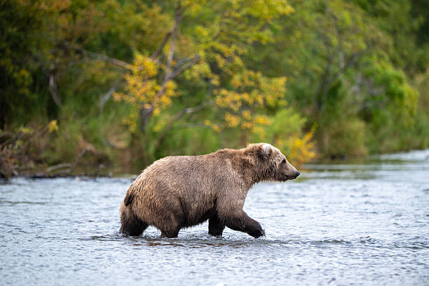 istock Alaskan brown bear standing in Brooks River 2248255790