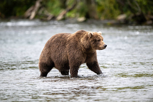 istock Alaskan brown bear standing in Brooks River 2248255794
