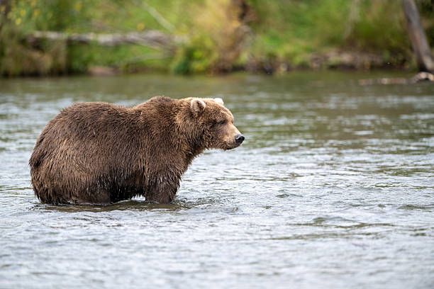 istock Alaskan brown bear standing in Brooks River 2248255805