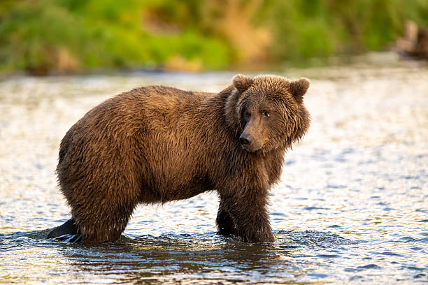 istock Alaskan brown bear searching for salmon in Brooks River at sunrise 2248255814
