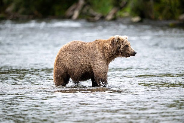 istock Alaskan brown bear standing in Brooks River 2248255823