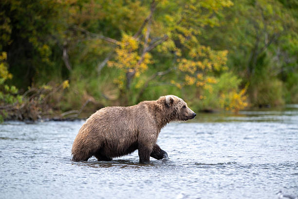 istock Alaskan brown bear standing in Brooks River 2248255830
