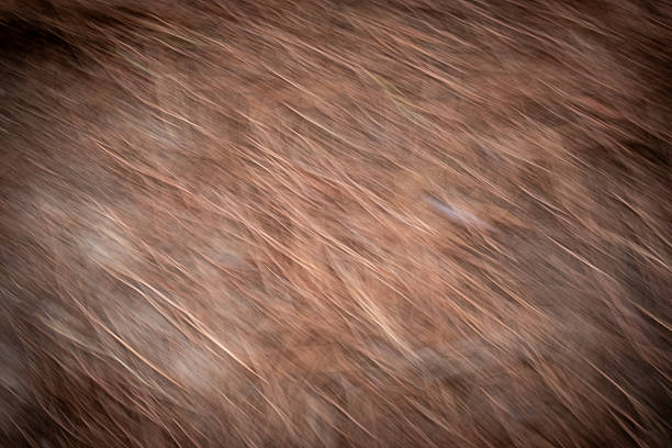 Abstract blurred lines moving diagonally, creating a dynamic background texture with warm, earthy tones and a rustic feel