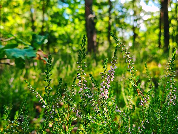 The image showcases a vibrant display of purple heather in a beautiful natural setting in Denmark. Surrounded by green ferns and delicate birch trees, this captures the serene beauty of nature.