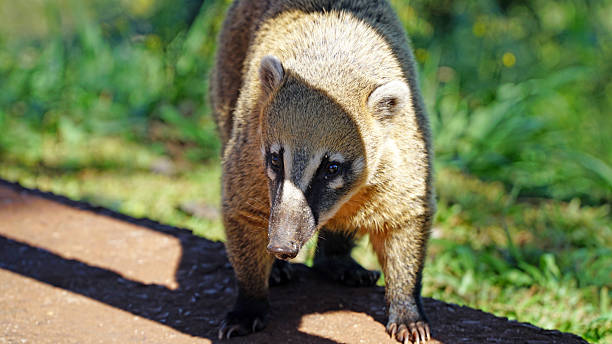 istock South American Coati (Nasua Nasua) 2248262217