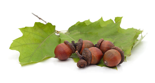 istock Acorns and green oak leaves isolated on white background. 2248262313