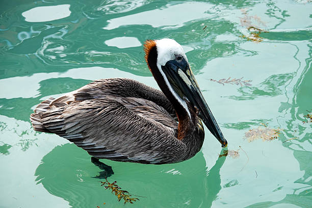 istock Brown Pelican Swimming in Shallow Water in Key West During Spring 2248264312