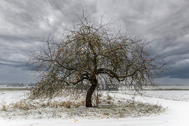 White flowering pear branches and falling snow. anomalous natural phenomenon. Cold wave Natural disasters