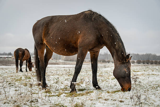 Horses Grazing on Snowy Winter Pasture During Gentle Snowfall