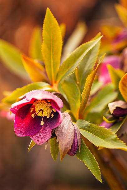 Pink hellebore flowers in the spring garden. Floral wallpaper or background for your project