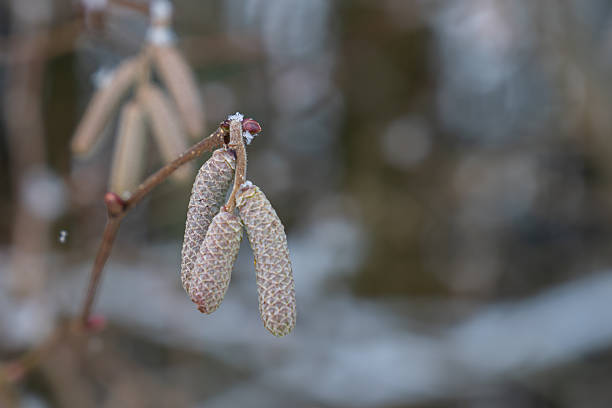 Frosted Hazel Catkins and Buds in Soft Winter Light