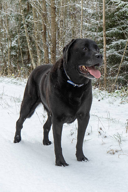 istock Black Dog Standing on Snowy Forest Path in Winter Landscape 2248266350