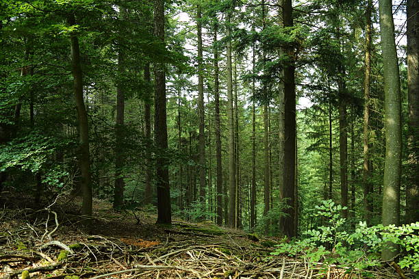 A peaceful summer forest scene with tall pine and beech trees standing closely together creating a dense green atmosphere. Sunlight softly reaches the forest floor highlighting branches leaves and scattered fallen wood. The view extends into the depth of the woodland showing layers of natural greenery and the calm untouched environment. Perfect for themes of nature tranquility and outdoor exploration.