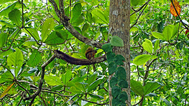 istock Red Squirrel in Cahuita National Park, Costa Rica 2248266636
