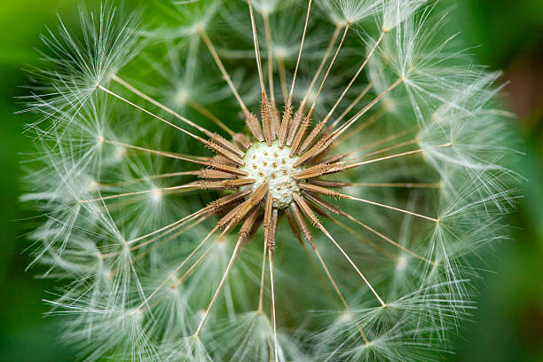 This macro photograph captures the intricate details of a dandelion seed head, showcasing nature's beauty