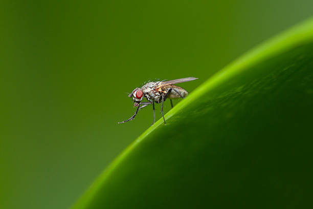 istock Close-up of a housefly perched on a vibrant green leaf in natural light 2248268802