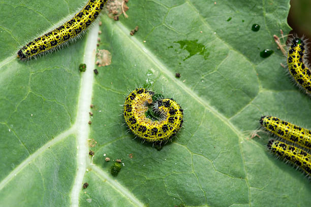 These caterpillars are a common pest, often found consuming brassica plants in gardens and fields