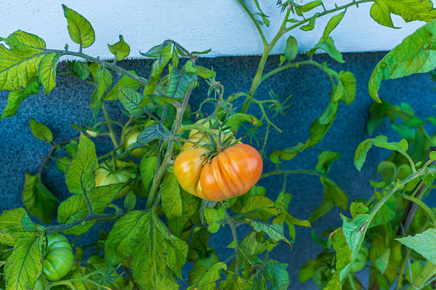 A close-up of a large heirloom tomato turning shades of orange and red among dense green leaves. The detailed textures highlight natural growth and the appeal of fresh homegrown produce.